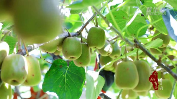 宝龙配资 千城百县看中国丨福建德化：猕猴桃丰收&#32;铺就乡村振兴“甜蜜路”